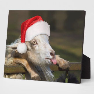 Plaque Photo Goat