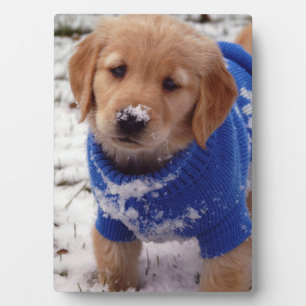 Plaque Photo Golden Retriever Puppy