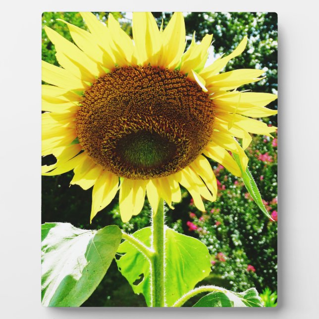 Plaque Photo Grand tournesol jaune (Devant)