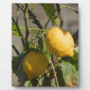 Plaque Photo Graphiques Citron Espagnol