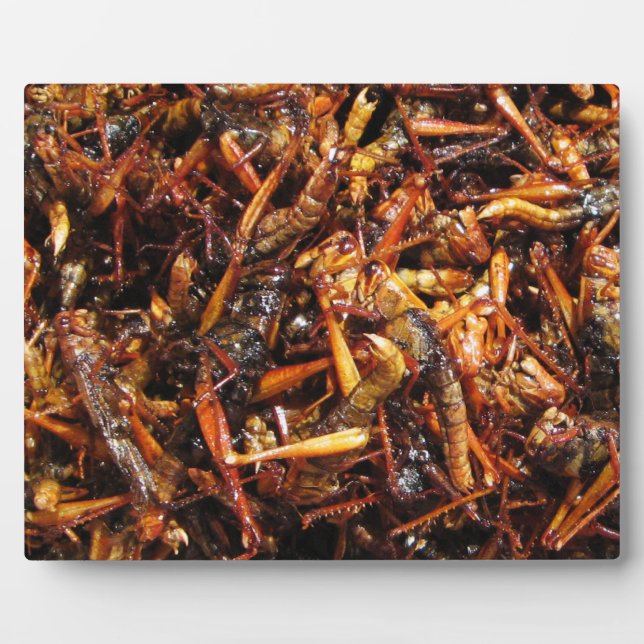 Plaque Photo Grasshopper frit (Takkataen Thot) Alimentation asi (Devant)