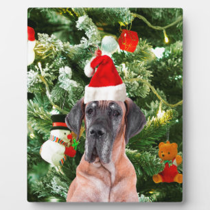 Plaque Photo Great Dane w Christmas Tree Cadeaux Boîtes de Noël