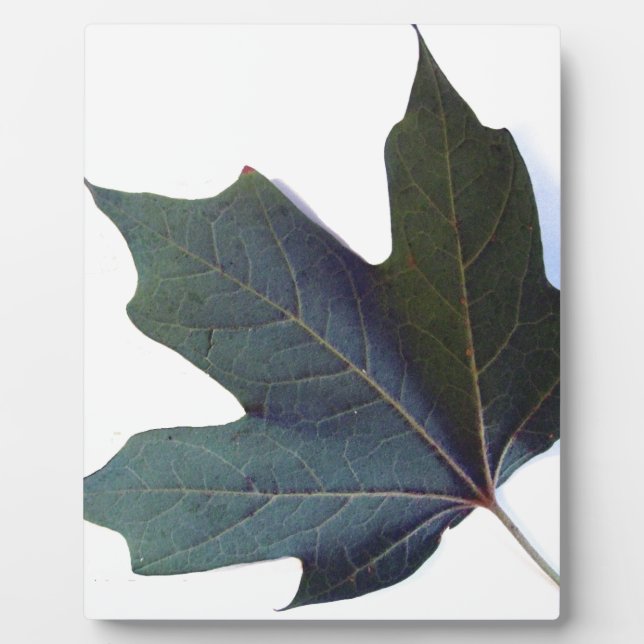 Plaque Photo Green leaf (Devant)