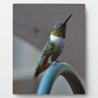 Plaque Photo Green ruby little hummingbird