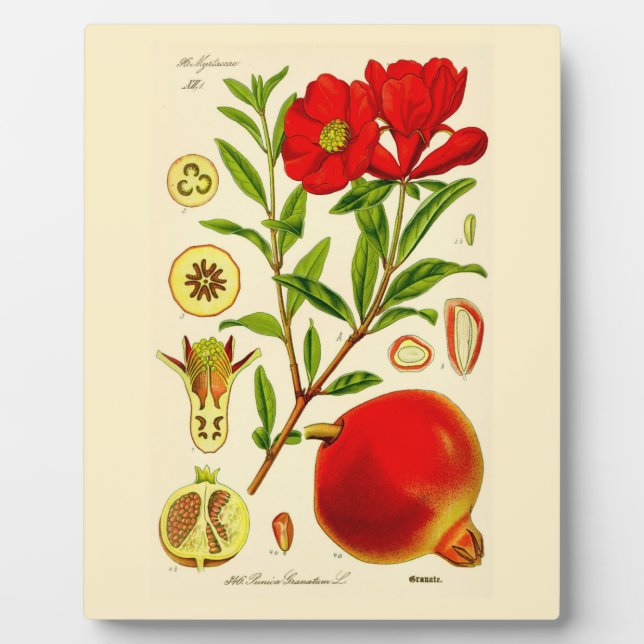 Plaque Photo Grenade (Devant)