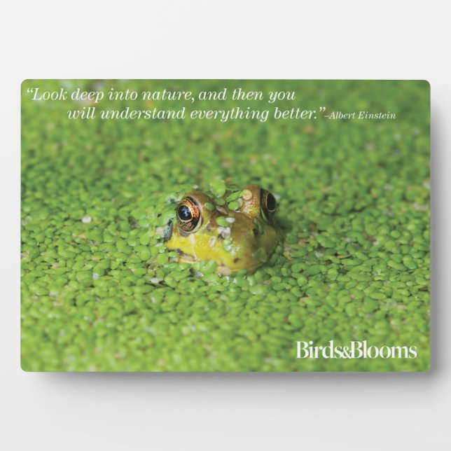 Plaque Photo Grenouille dans les algues vertes (Devant)
