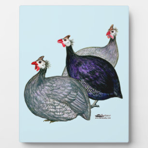 Plaque Photo Guineas trois