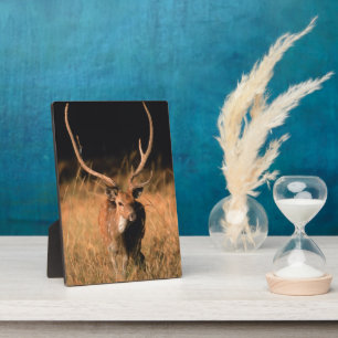 Plaque Photo Habitat naturel du chital Parc national de Bandh