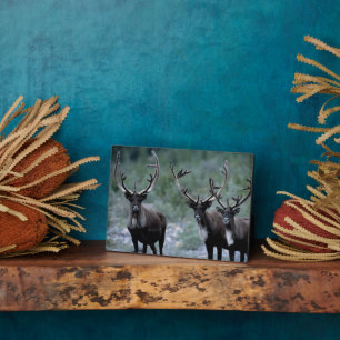 Plaque Photo Herbe d'élans Mt. Baring, Washington