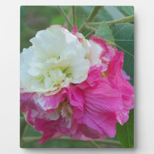 Plaque Photo hibiscus changeant rose et blanc en fleurs