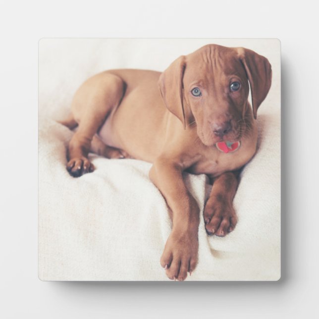 Plaque Photo Hongrois Vizsla Puppy (Devant)