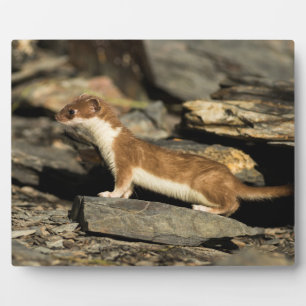 Plaque Photo Huile de chasse