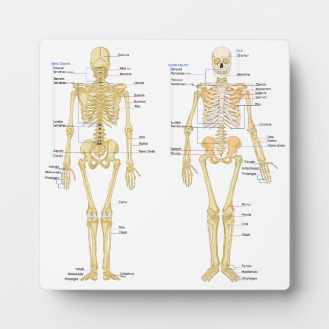 Plaque Photo Human Skeleton labeled anatomy chart (Devant)