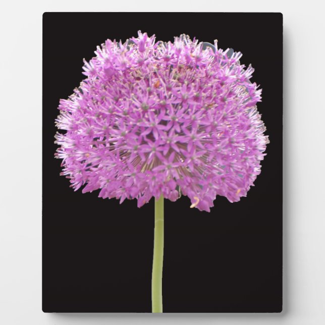 Plaque Photo Illium Summer Spring Flower - Irish Design (Devant)