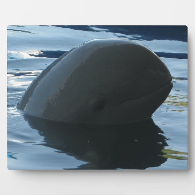 Plaque Photo Irrawaddy Dolphin Peek-A-Boo (Devant)