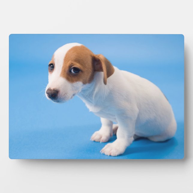 Plaque Photo Jack Russell Puppy (Devant)