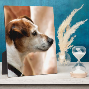 PLAQUE PHOTO JACK RUSSELL TERRIER CHIEN