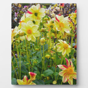 Plaque Photo Jardin des dahlias jaunes