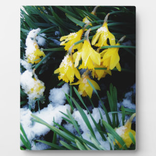 Plaque Photo Jaune Daffodils fleurs dans la neige