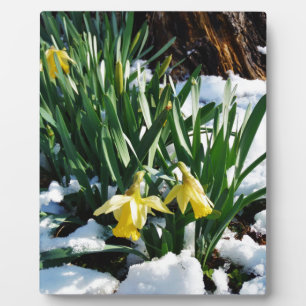 Plaque Photo Jaune Daffodils fleurs dans la neige