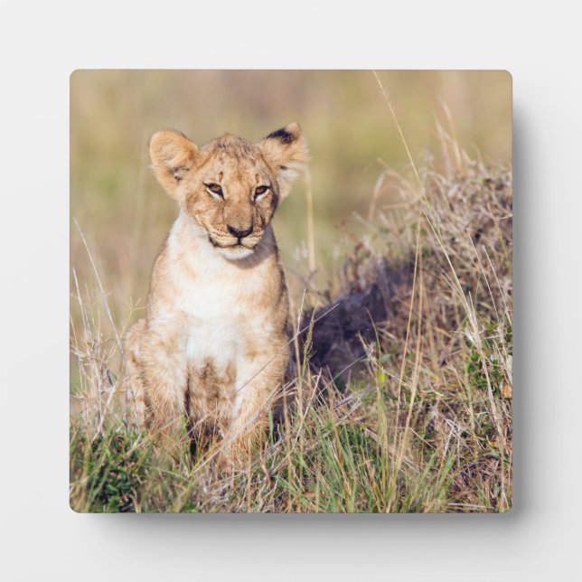 Plaque Photo Jeune lion (Devant)