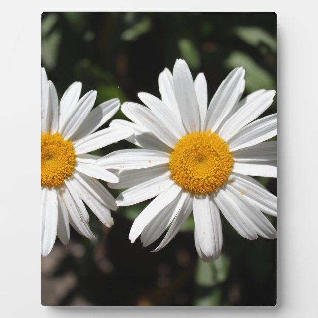 Plaque Photo Joli blanc fleur marguerite (Devant)