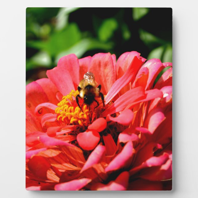 Plaque Photo Jolie fleur rouge et abeille de miel (Devant)