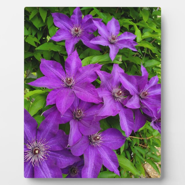 Plaque Photo Jolies fleurs violettes (Devant)