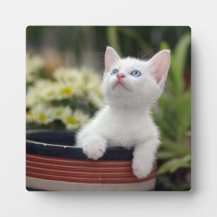 Plaque Photo Kitten blanc turc