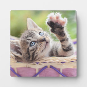 Plaque Photo Kitten Dans Un Panier