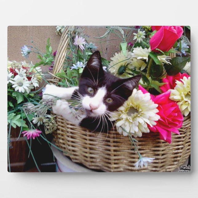 Plaque Photo Kitten dans un panier (Devant)