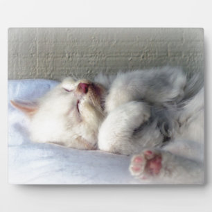 Plaque Photo Kitten endormi