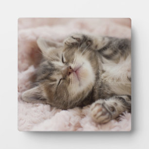 Plaque Photo Kitten endormi