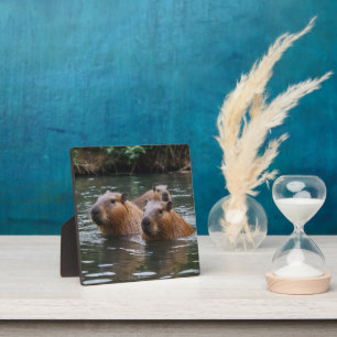 Plaque Photo La Nage Des Capybaras Dans La Rivière,