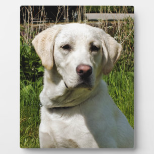 PLAQUE PHOTO LABRADOR
