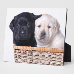 Plaque Photo Labrador Retriever puppies