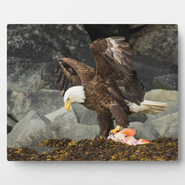 Plaque Photo L'aigle chauve ultime (Devant)