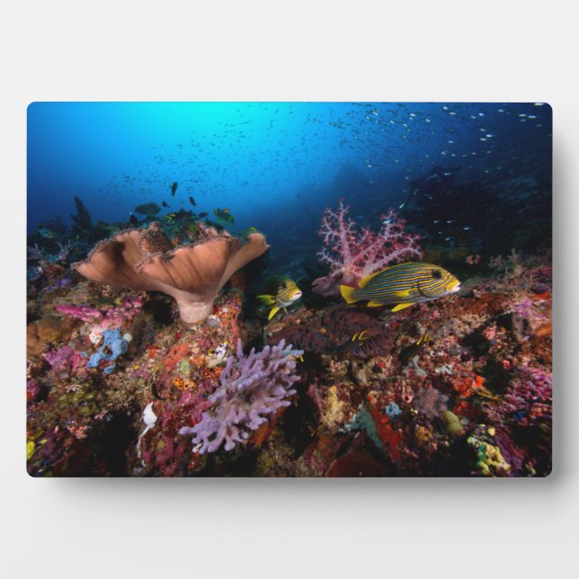 Plaque Photo Laja Ampat sous-marin (Devant)