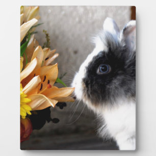 Plaque Photo Lapin nain noir et blanc