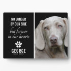 Le Chien Loyal N'Est Plus De Notre Côté | Garde ph