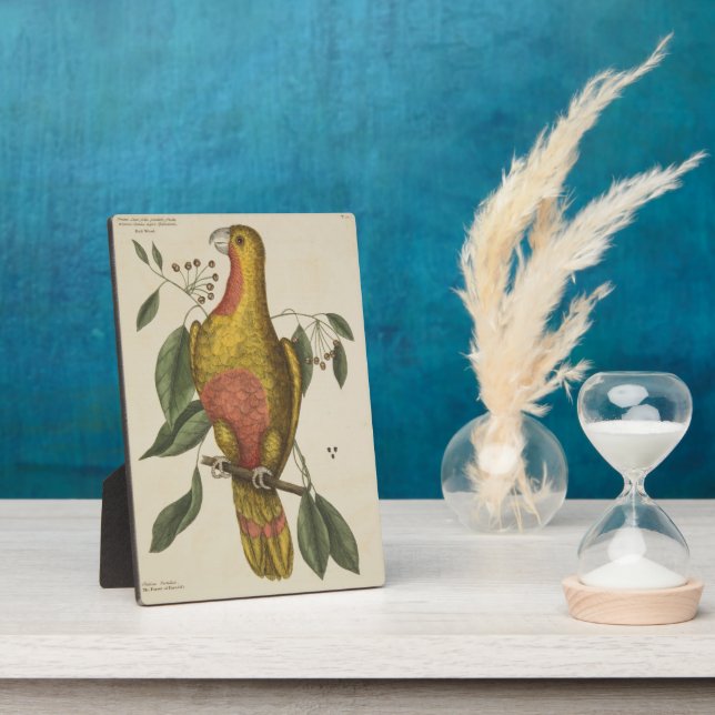 Plaque Photo "Le perroquet du Paradis" (Côté)