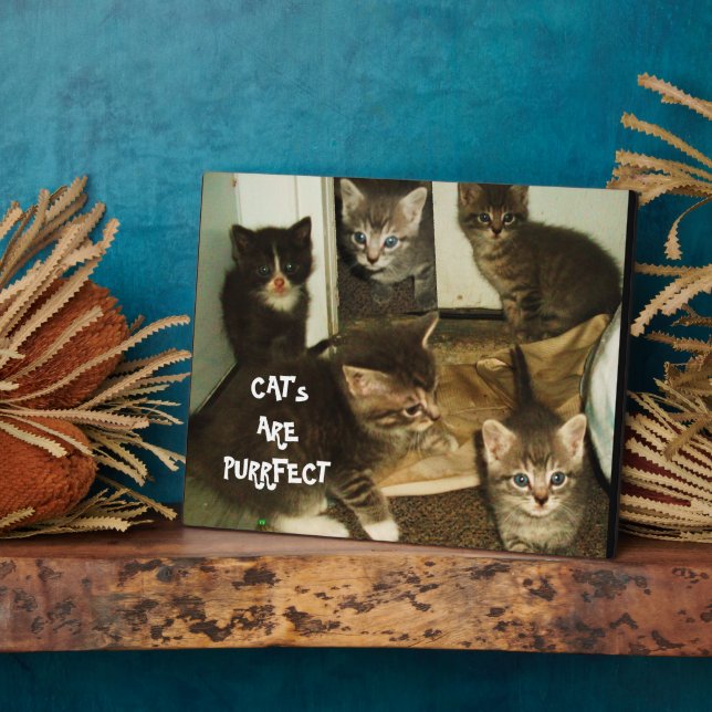 PLAQUE PHOTO LES CHAT SONT PURRRFECT (Côté)