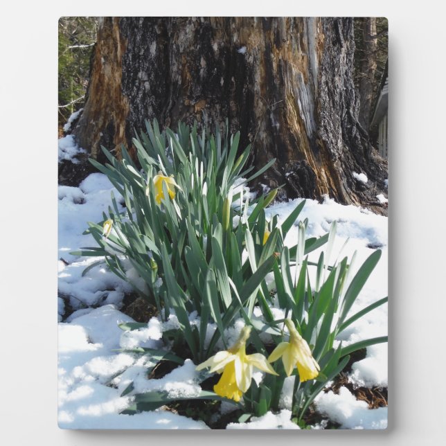 Plaque Photo Les jonquilles jaunes dans la neige (Devant)