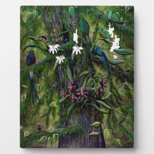 Plaque Photo Les jungles de Tikal