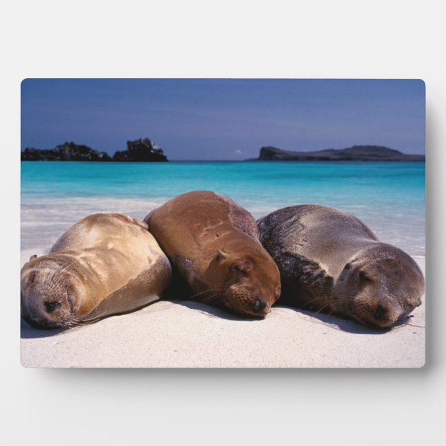 Plaque Photo Les Lions De Mer Dormir Sur La Plage | Équateur (Devant)