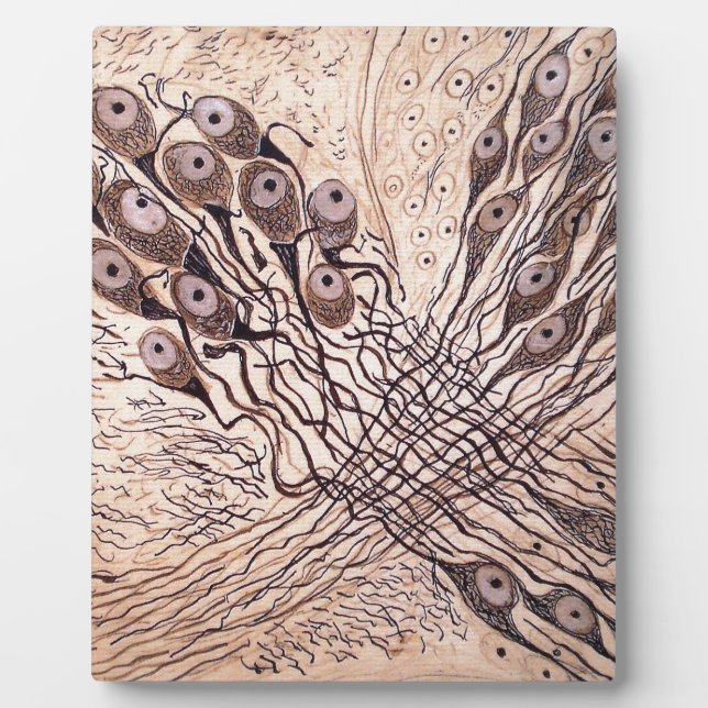 Plaque Photo Les neurones de Cajal 1 (Devant)