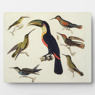 Plaque Photo Les oiseaux natifs, dont le Toucan (centre), Amazo
