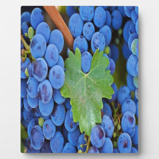 Plaque Photo Les raisins sur une vigne