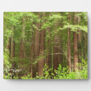 Plaque Photo Les séquoias au monument national de Muir Woods