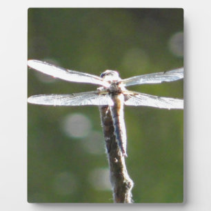 Plaque Photo libellule gris clair